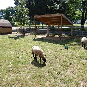 8/22/2016 - Menominee Park Zoo - Suffolk Sheep Yard