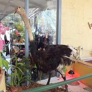 Ostrich in Blue-tongued Skink Enclosure