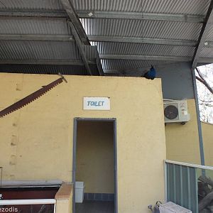 Toilets with live Peacock on top