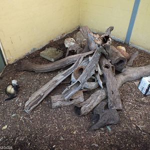 Ferret Enclosure