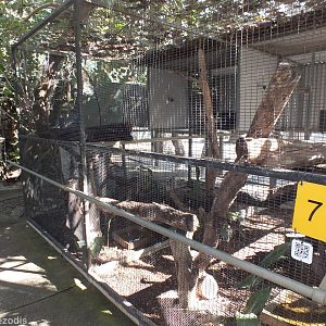 Northern Quoll Enclosure