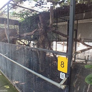 Spot-tailed Quoll Enclosure