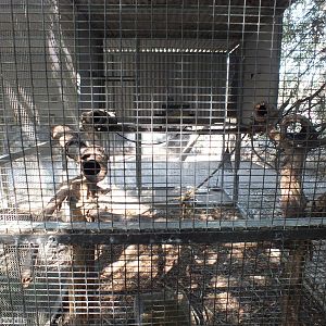 Black-footed Tree-rat Enclosure
