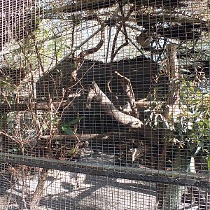 Koala Enclosure