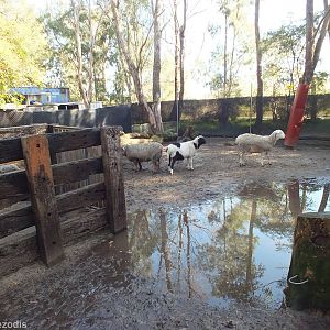 Very Muddy Walk-in Sheep Enclosure