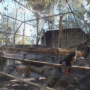 Red-tailed Black-cockatoo Enclosure