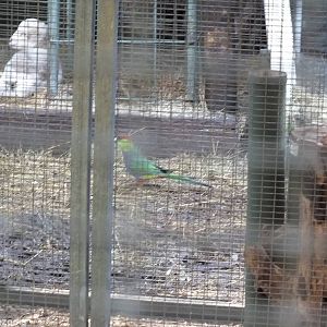 Wild Red-capped Parrot Through the Parrot Aviaries