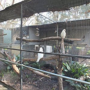 Little Corella Enclosure
