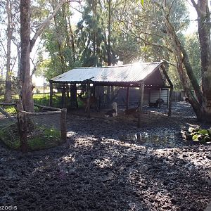 Very Muddy Deer and Alpaca Paddock