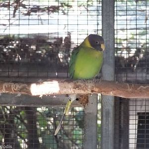 Plum-headed Parakeet