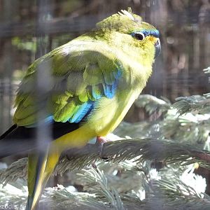 Elegant Parrot