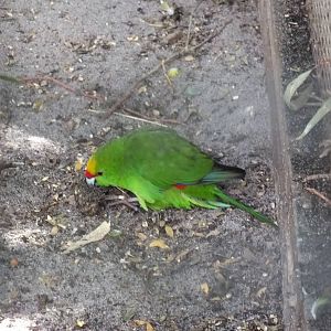 Yellow-crowned Kakiriki
