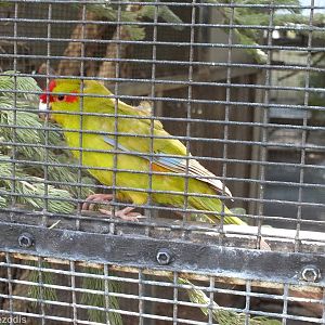 Red-crowned Kakiriki