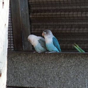 Lovebirds