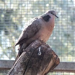 Spotted Dove