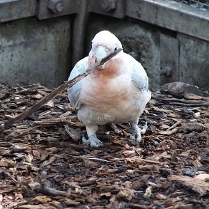 Corella x Galah Hybrid