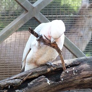 Corella x Galah Hybrid