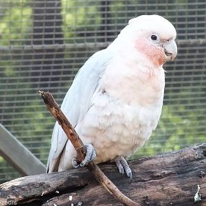 Corella x Galah Hybrid