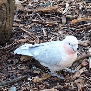 Corella x Galah Hybrid
