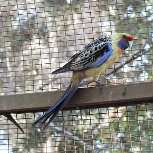 Yellow Rosella