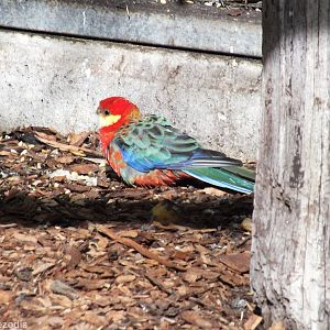 Western Rosella