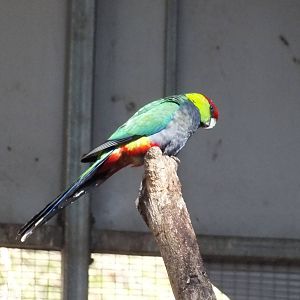 Red-capped Parrot