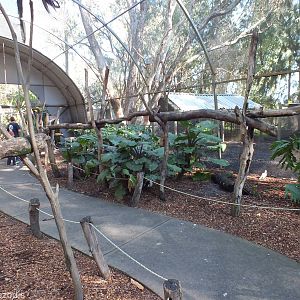 Walkthrough Aviary