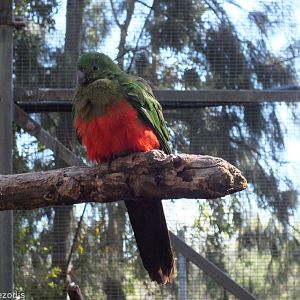 Female King Parrot