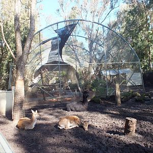 View of Walkthrough Aviary through Deer and Alpaca Paddock