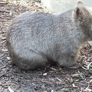 Common Wombat