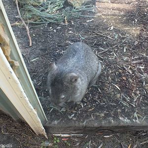 Common Wombat at the Glass