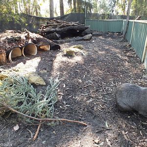 Common Wombat Enclosure