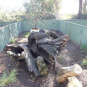 Example Tasmanian Devil Enclosure
