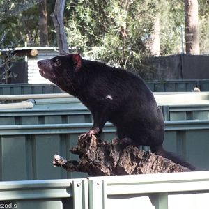 Tasmanian Devil