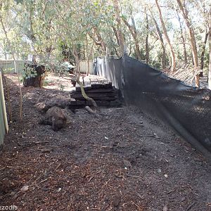 Southern Hairy-nosed Wombat Enclosure with Wombat