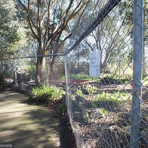 Dingo Enclosure