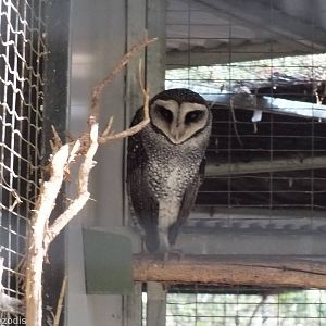Sooty Owl