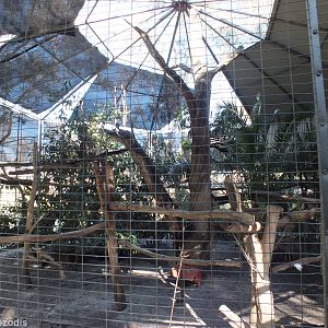 Red-tailed Black-cockatoo, Eclectus Parrot, and Rufous Bettong Enclosure
