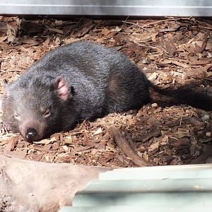 Tasmanian Devil