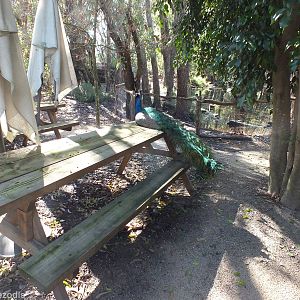 Picnic Area with Peacock
