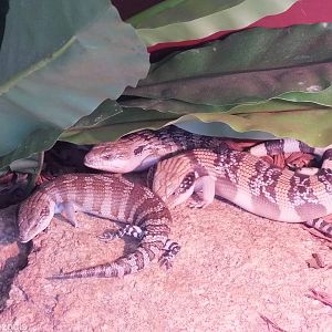 Eastern Blue-tongue Skinks