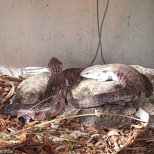Northern Blue-tongued Skinks
