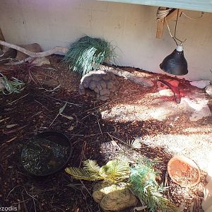 King Skink Enclosure
