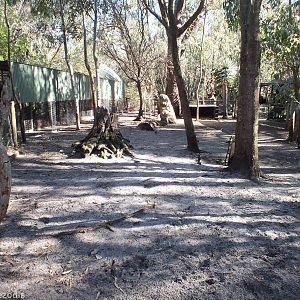 Red Kangaroo Enclosure