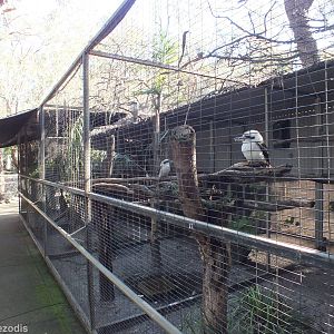 Predatory Birds Enclosure