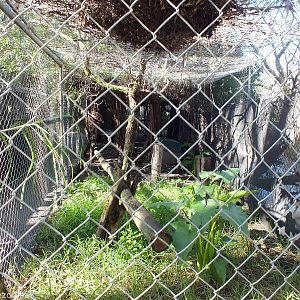 Bengal Cat Enclosure