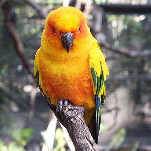 Sun Conure
