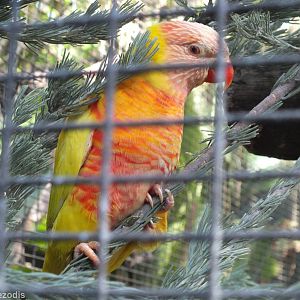 Lutino Morph Rainbow Lorikeet