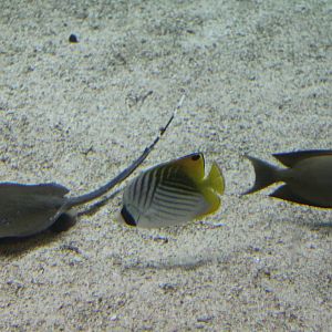 Threadfin butterflyfish with ray and surgeonfish