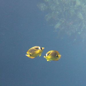 Raccoon butterflyfishes